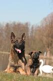 MALINOIS 1061